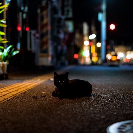 Night Cat