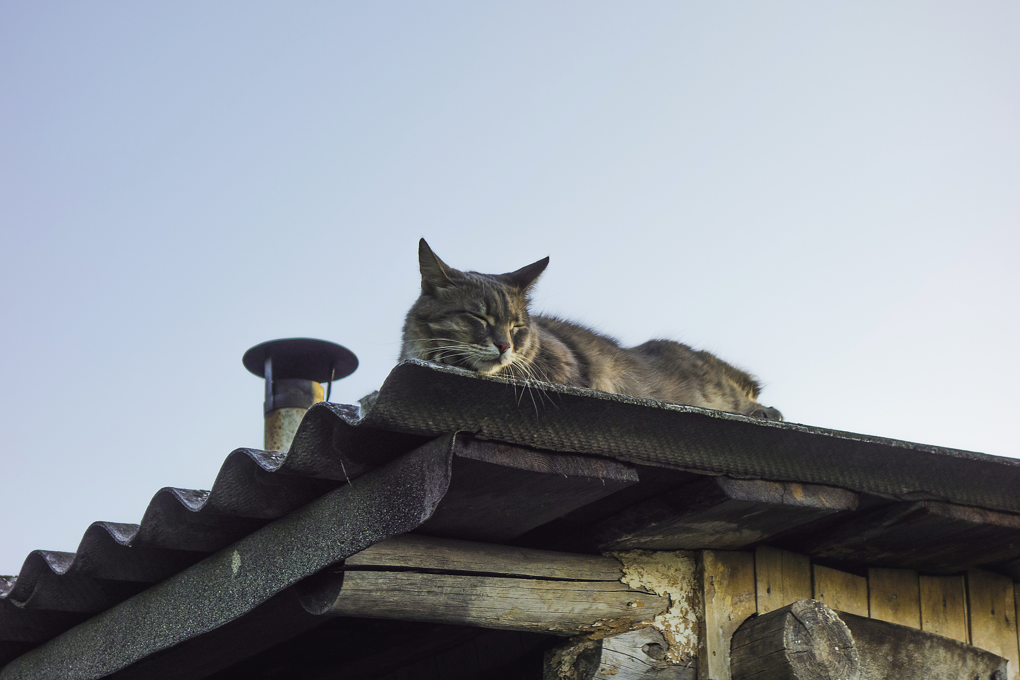 Roof Cat